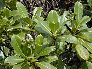 Starr 020925-0087 Psychotria mariniana.jpg