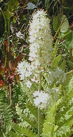 Stenanthium densum.jpg