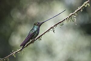 Sword-billed hummingbird (Ensifera ensifera) Caldas