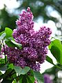 Syringa 'Pavlinka' 03