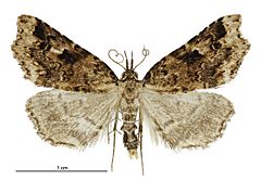 Trigonistis anticlina male.jpg