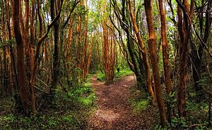 ValdivianRainforestChiloe2016