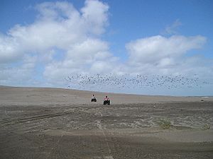 Villa Gesell - Dunas (2)