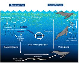 Diagram of the nutrient cycle