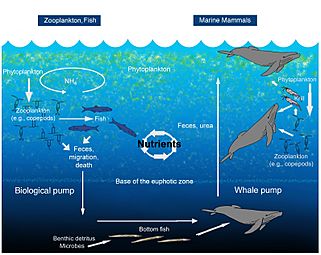 WhalePump