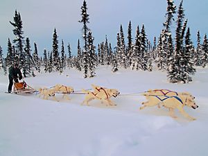 White huskies dog sledding