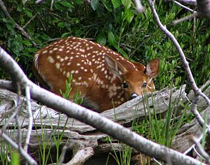 WhitetailedDeerFawn