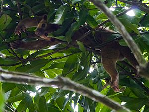 Wickelbär, Uvita, Costa Rica (14285804056)