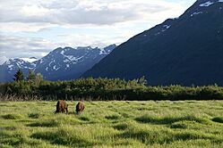 Wood Bison in Alaska.jpg