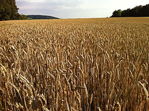 A field of wheat