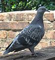 A pigeon on roof top