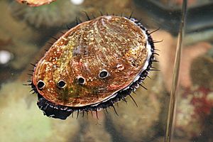 Abalone at California Academy of Sciences.JPG