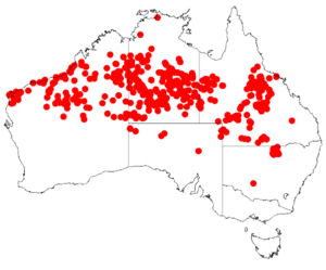 Acacia sericophyllaDistMap808.png