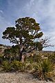 Arbutus xalapensis Guadalupe Mountains