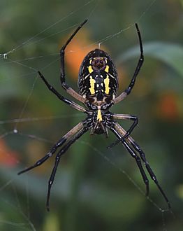 Argiope aurantia - ventral view