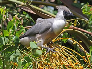 Bare-faced Go-away-bird RWD3.jpg