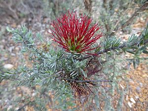 Beaufortia incana (leaves, flowers).JPG