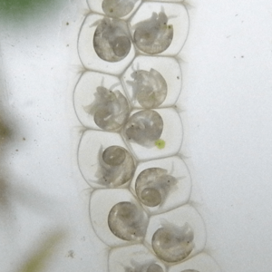 Bithynia tentaculata eggs