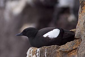 Black Guillemot Cepphus grylle.jpg