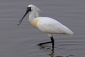 Black faced spoonbill at Niigata.JPG