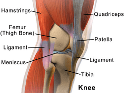 Blausen 0597 KneeAnatomy Side.png