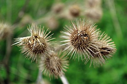 Burdock Hooks