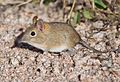 Bushveld-elephant-shrew