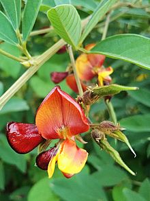 Cajanus cajan, flowers