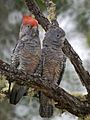 Callocephalon fimbriatum (pair) -NSW -Australia-8