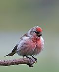 Carduelis cabaret -Lochwinnoch, Renfrewshire, Scotland -male-8.jpg