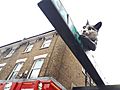 Catford Cat