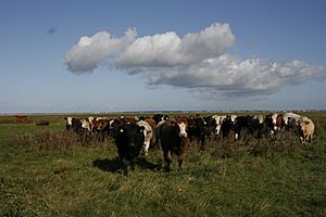 Cattle Banks marsh