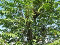 Celtis australis NP