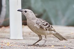 Chlamydera nuchalis - Mount Carbine