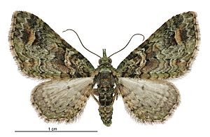 Chloroclystis inductata female.jpg