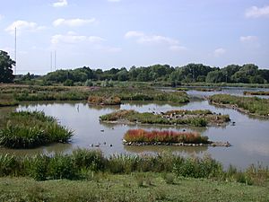 Christopher Cadbury Wetland - Upton Warren - Andy Mabbett