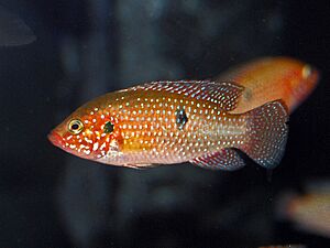 Cichlidae - Hemichromis lifalili.JPG