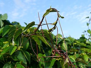 Cissus antarctica.jpg