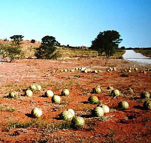 Citrullus lanatus var. citroides