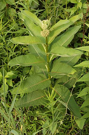 Common Milkweed Asclepias syriaca Plant 2000px.jpg