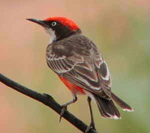 Crimson Chat Newhaven Sep04.JPG