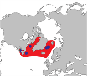 Cystophora cristata habitat.png