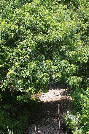 Dalmatia Creek looking downstream