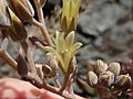 Dudleya abramsii setchellii 74362856