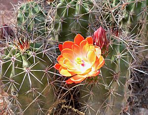 Echinocereus triglochidiatus arizonicus flower.jpg