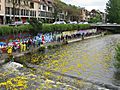 Entenrennen auf der Dreisam in Freiburg, Plastikenten an der Leo-Wohleb-Brücke