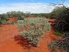 Eremophila maitlandii (habit)