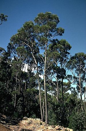 Eucalyptus subcrenulata.jpg