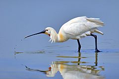 Eurasian Spoonbill.jpg