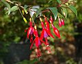 Fuchsia regia - blossom (aka)